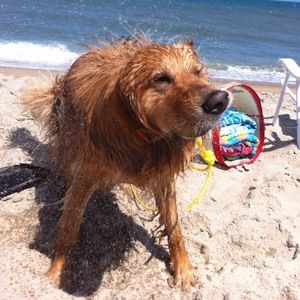 Meet your Posher, Amelia